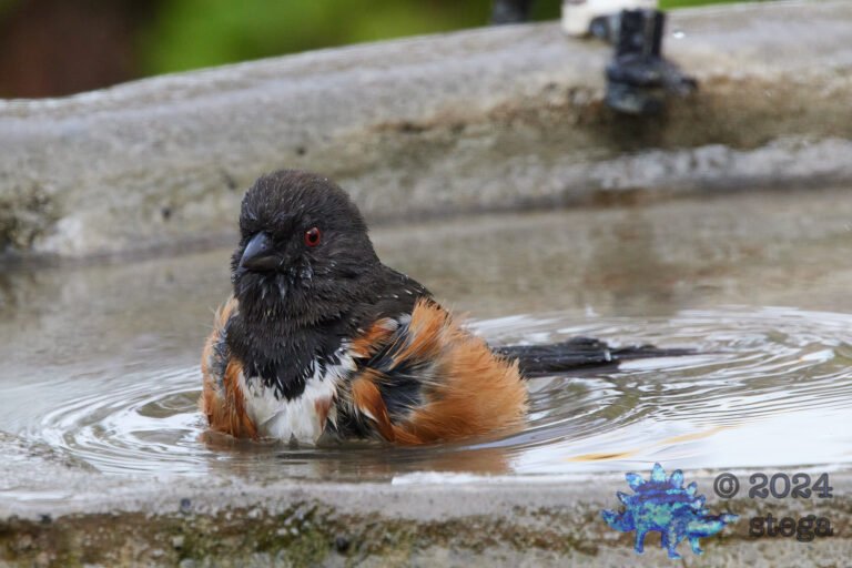 Spotted Towhee