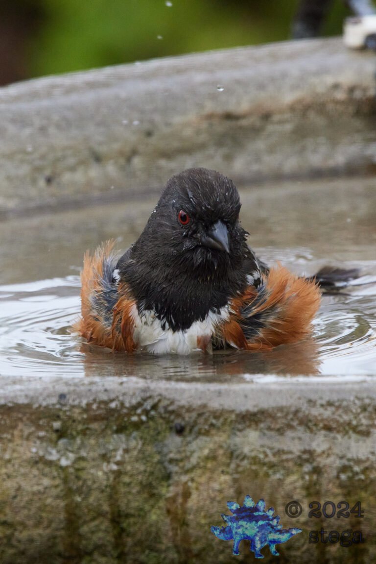 Spotted Towhee