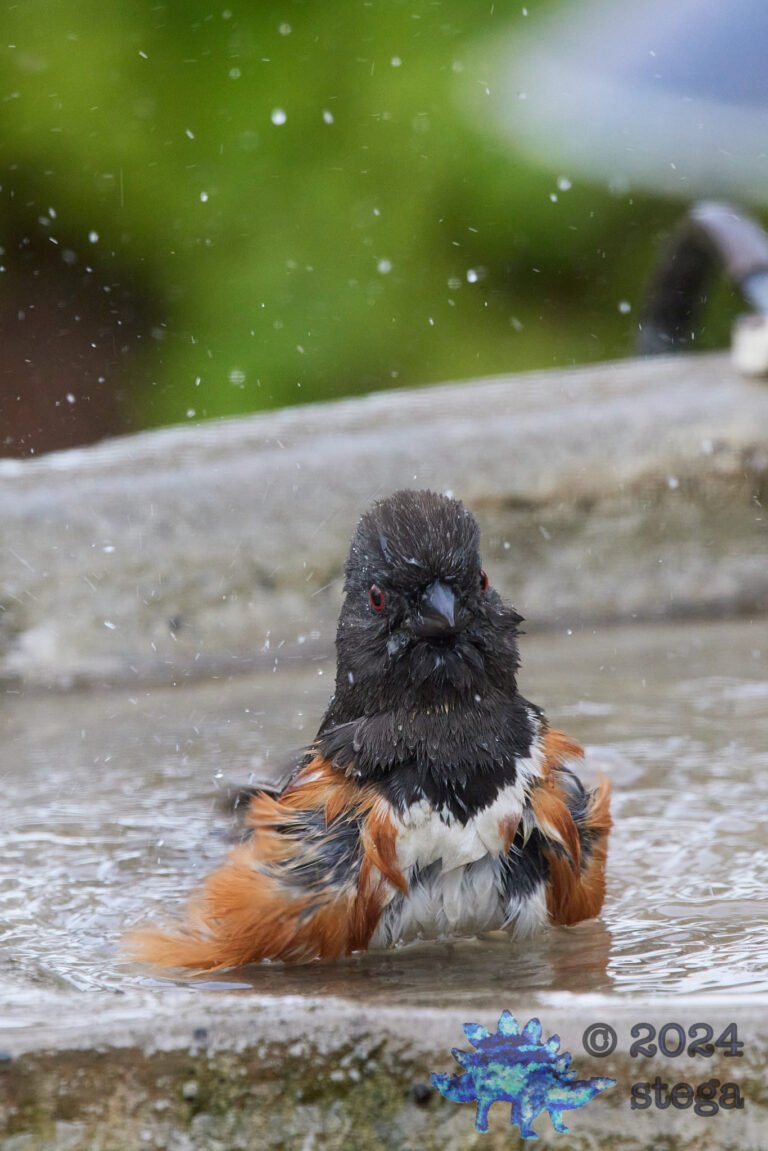 Spotted Towhee