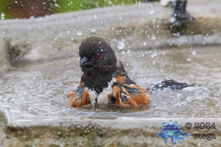 Spotted Towhee