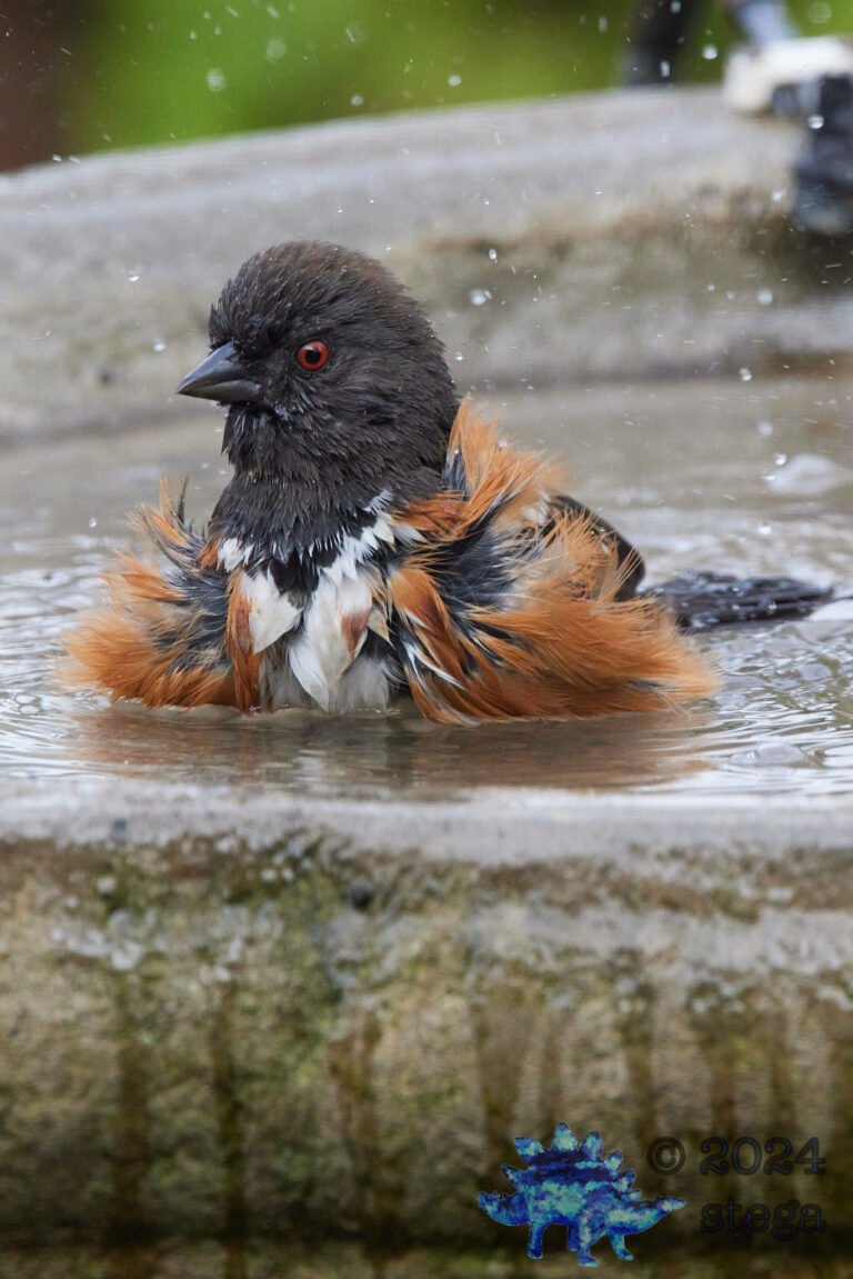 Spotted Towhee