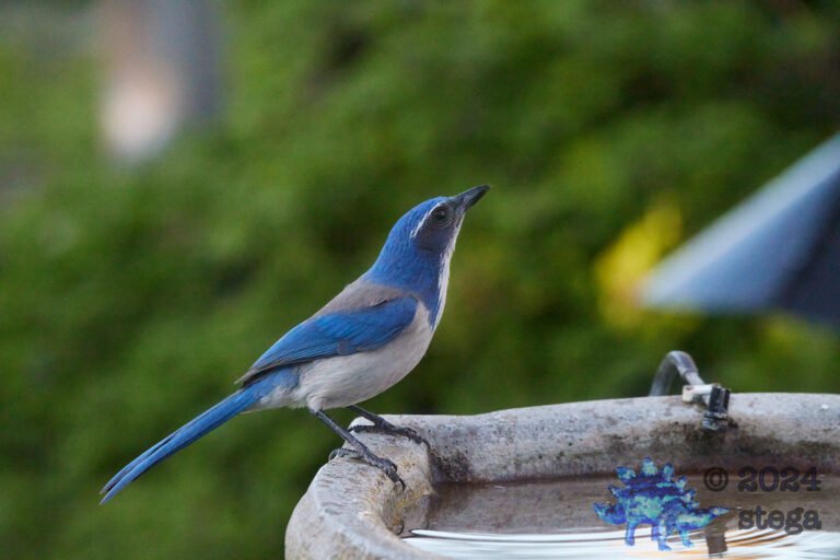 California Scrub Jay