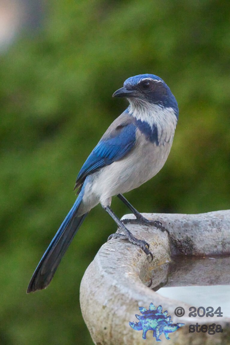 California Scrub Jay