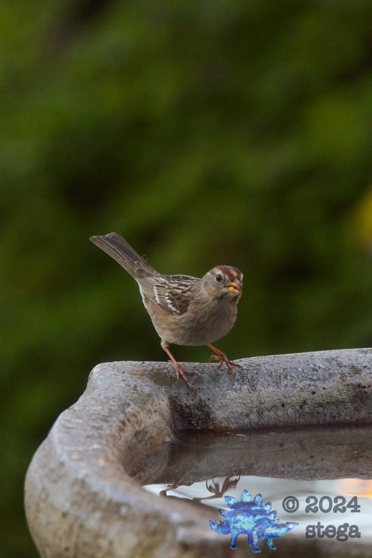 White-Crowned Sparrow