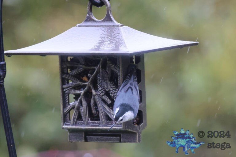 White Breasted Nuthatch