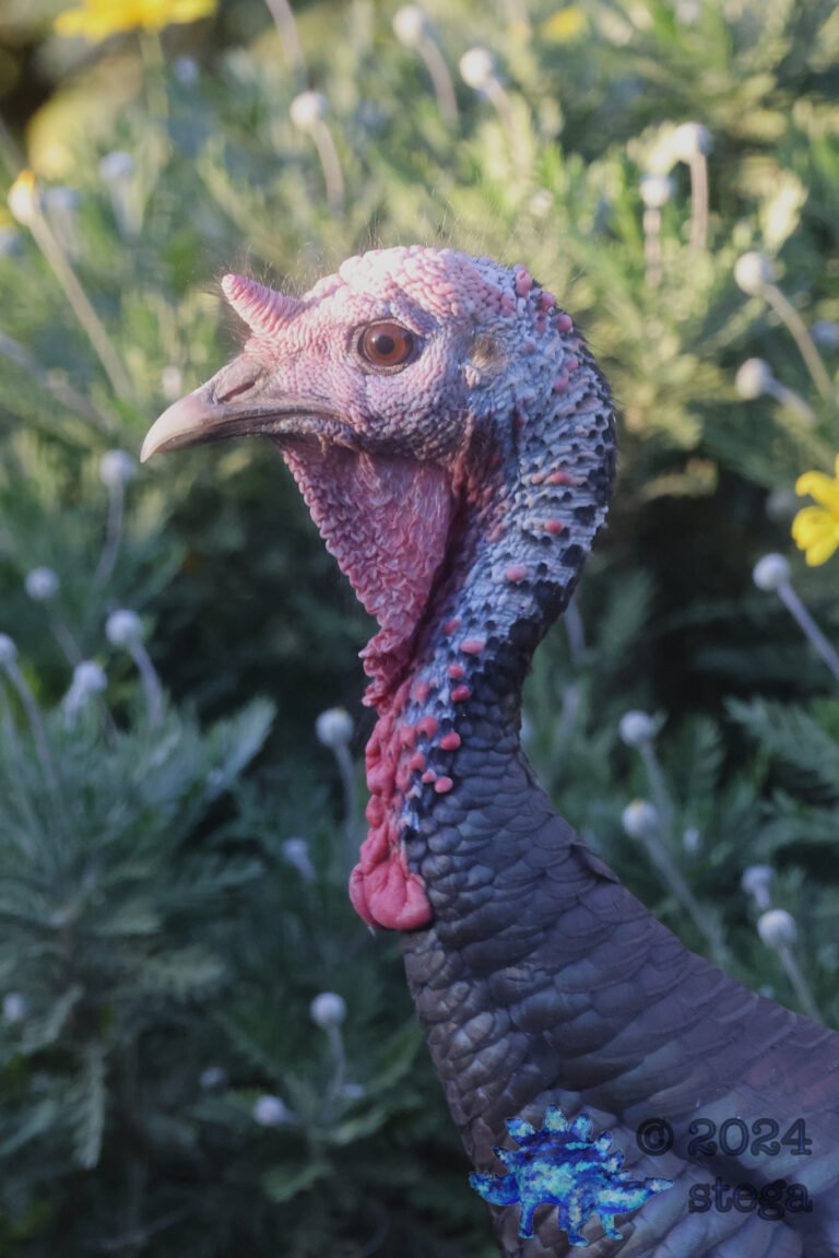 Semi-Wild Turkey
