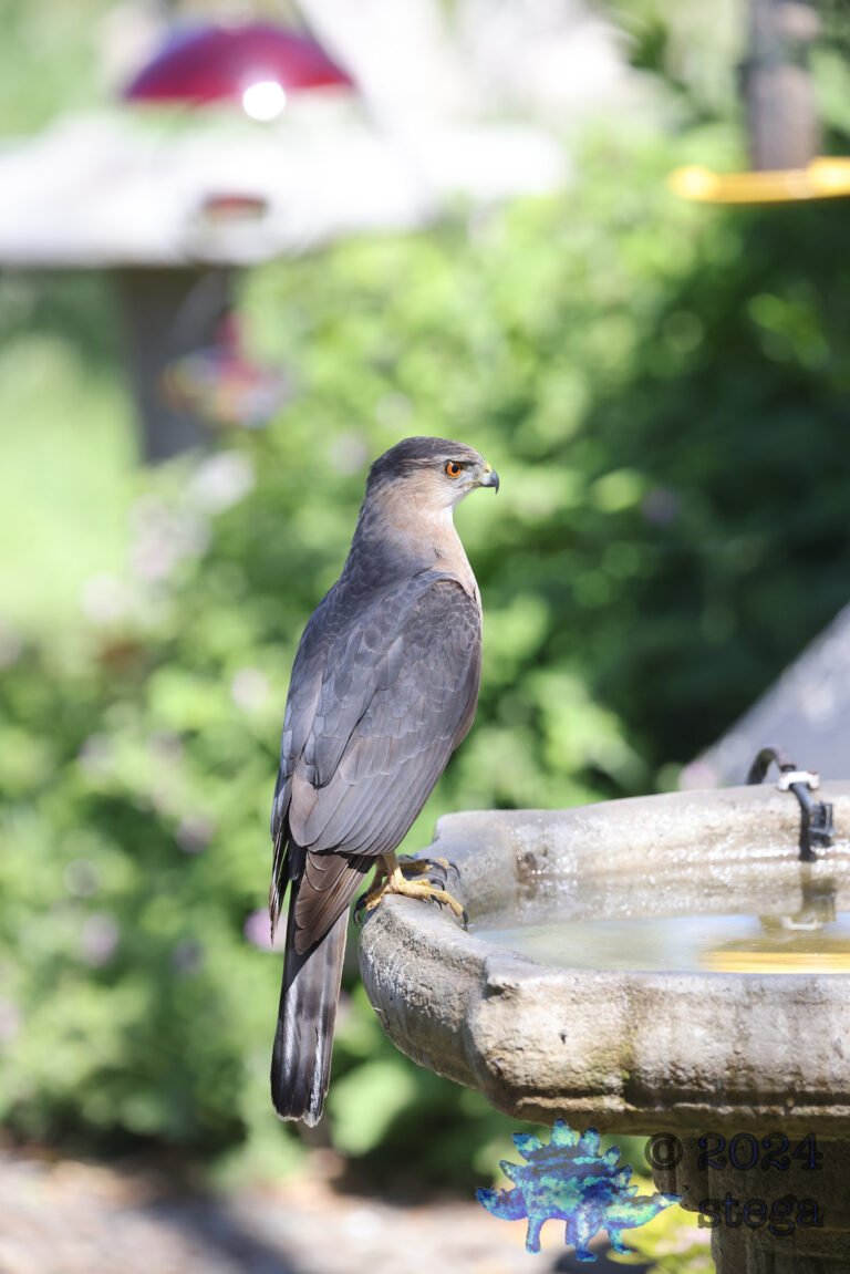 Cooper’s Hawk