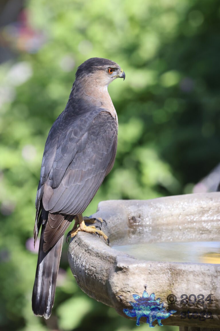 Cooper’s Hawk