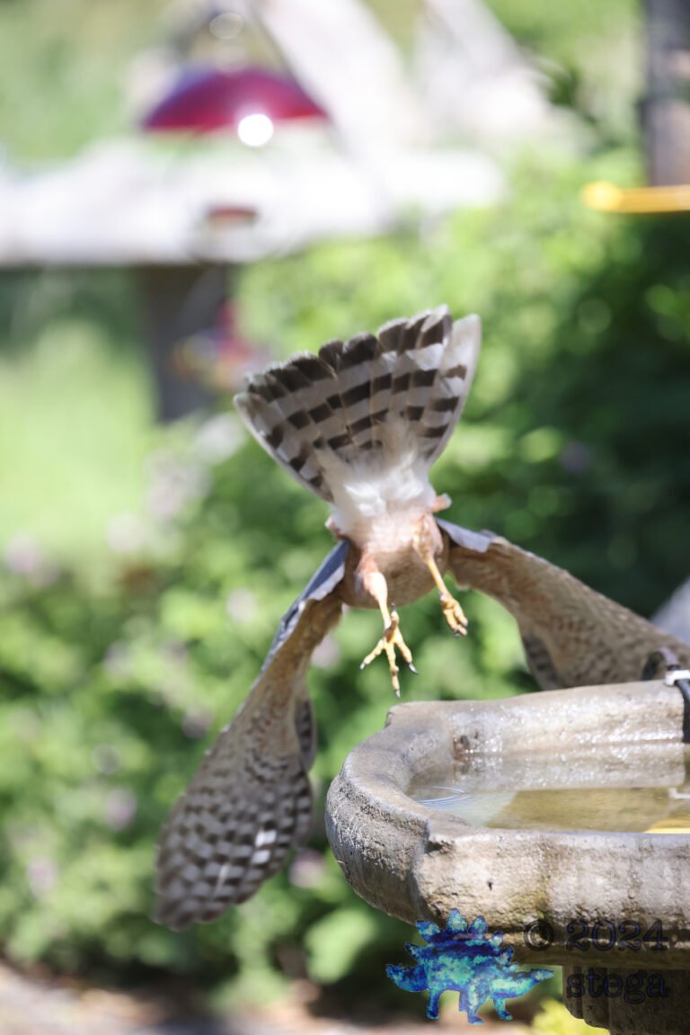 Cooper’s Hawk