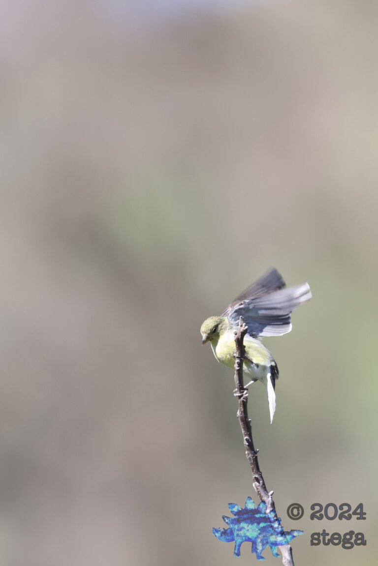 Lesser Goldfinch
