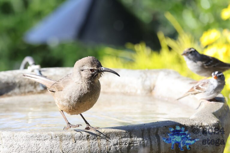 California Thrasher