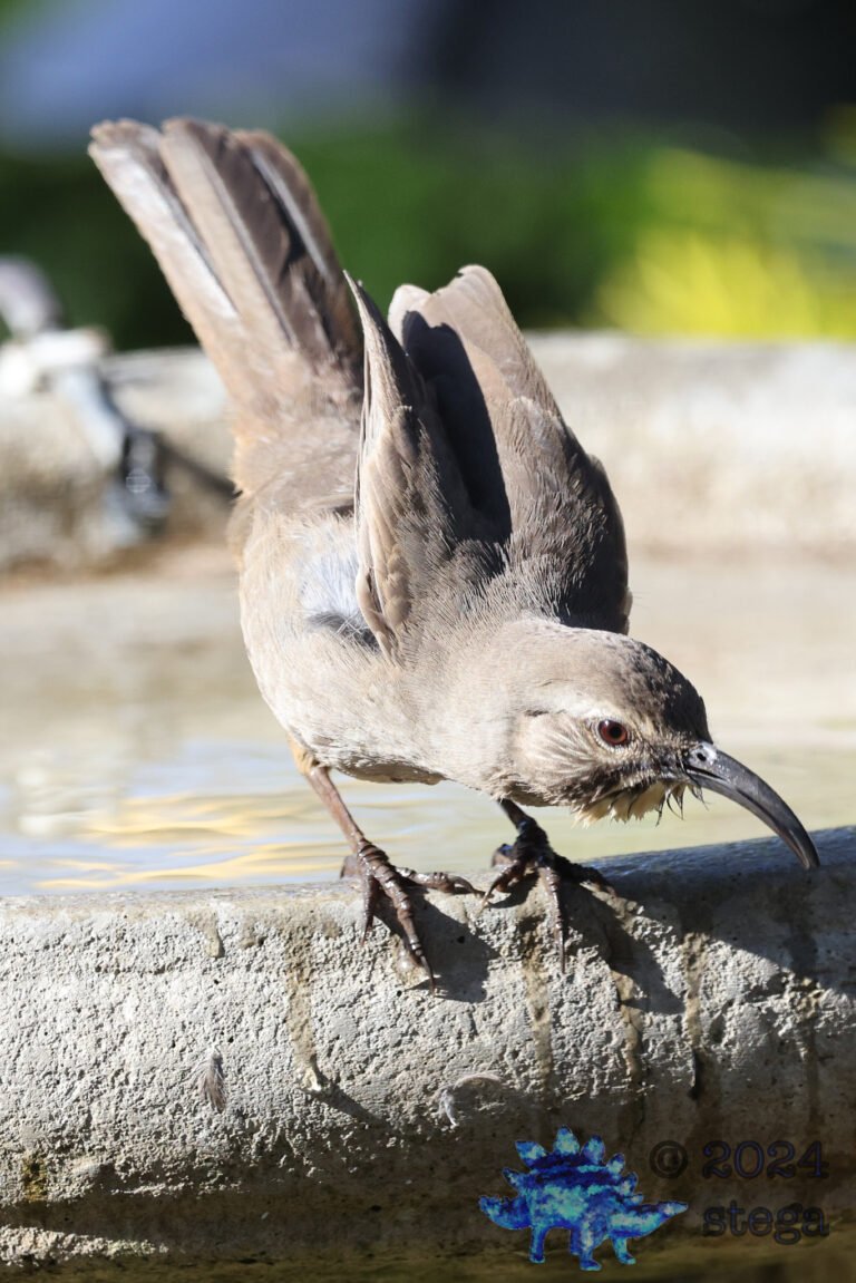 California Thrasher
