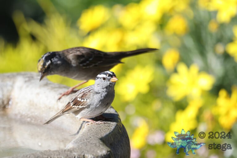 Sparrows
