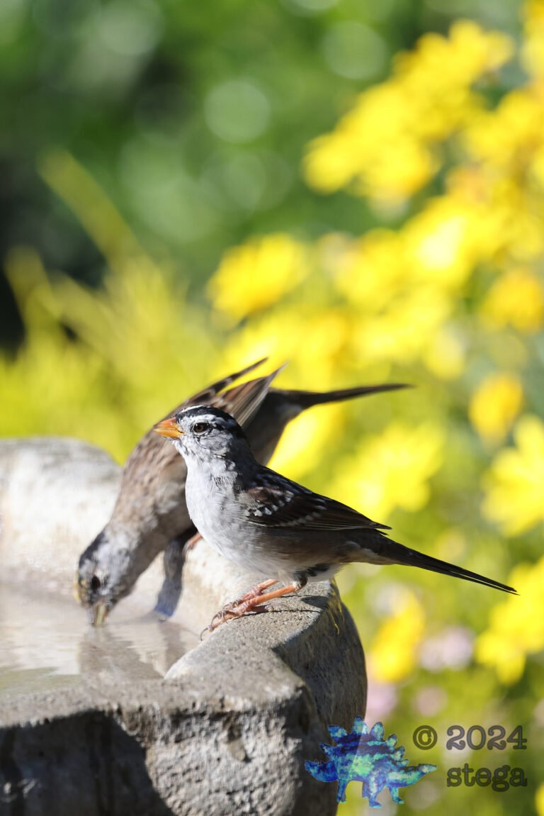 Sparrows