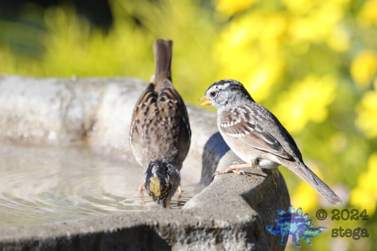 Sparrows
