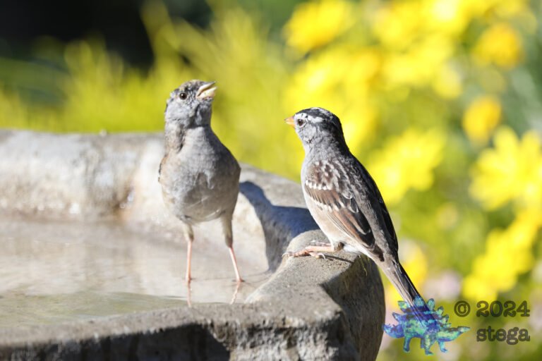 Sparrows