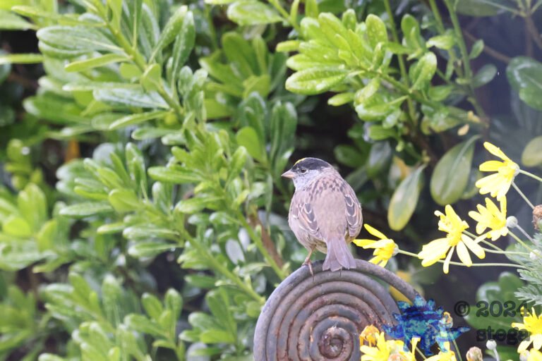 Gold-Crowned Sparrow