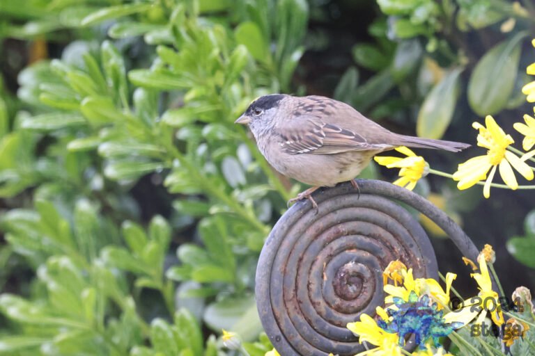 Gold-Crowned Sparrow
