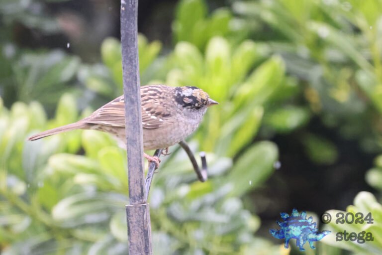 White-Throated Sparrow