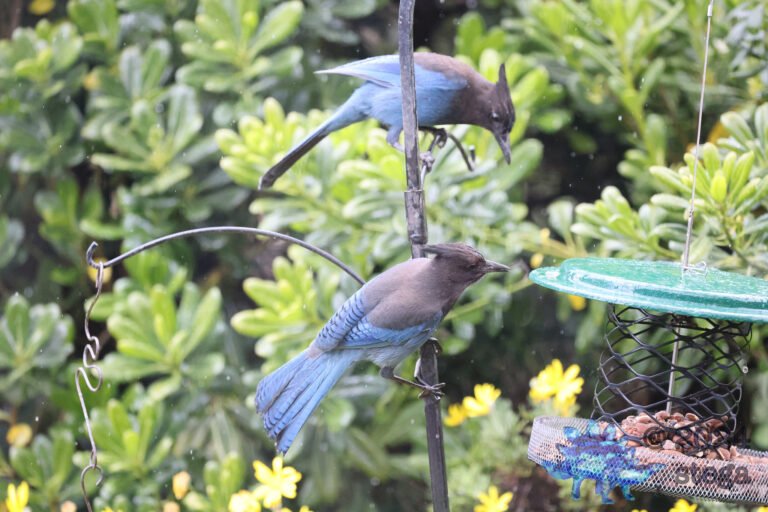Steller’s Jays