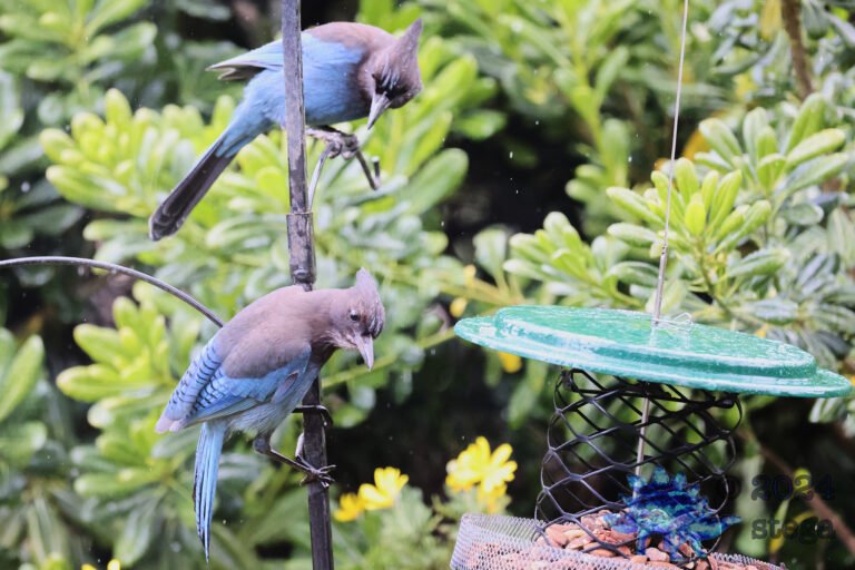 Steller’s Jays