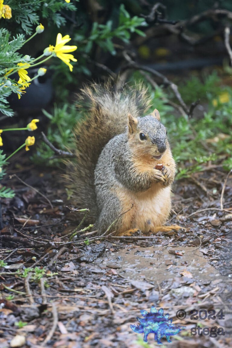 Fox Squirrel