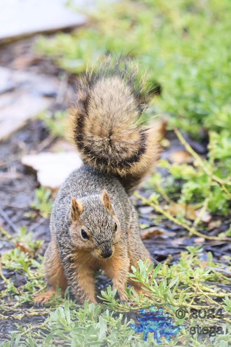 Fox Squirrel