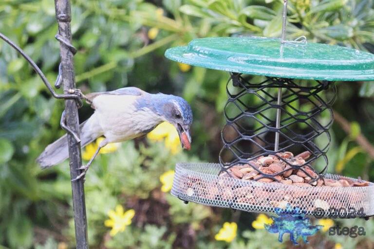 California Scrub Jay