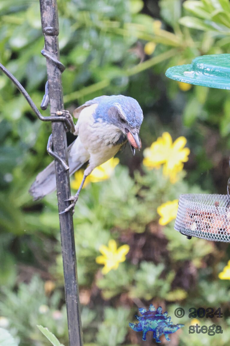 California Scrub Jay