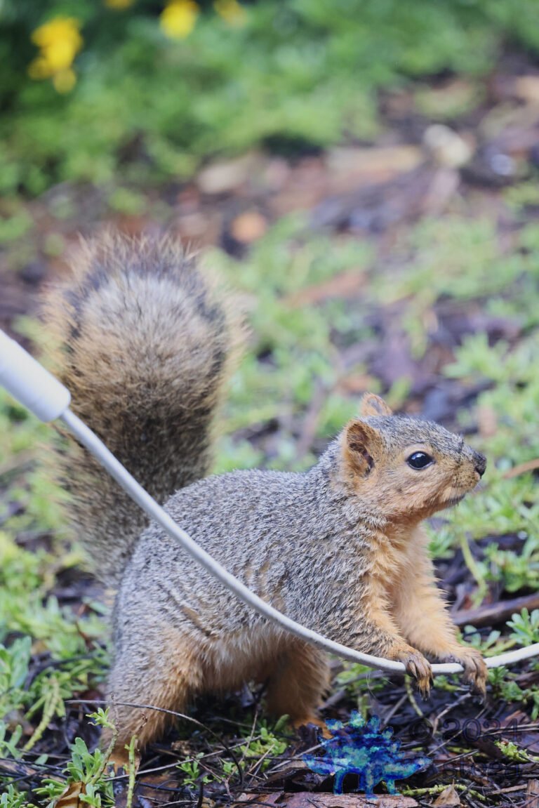 Fox Squirrel
