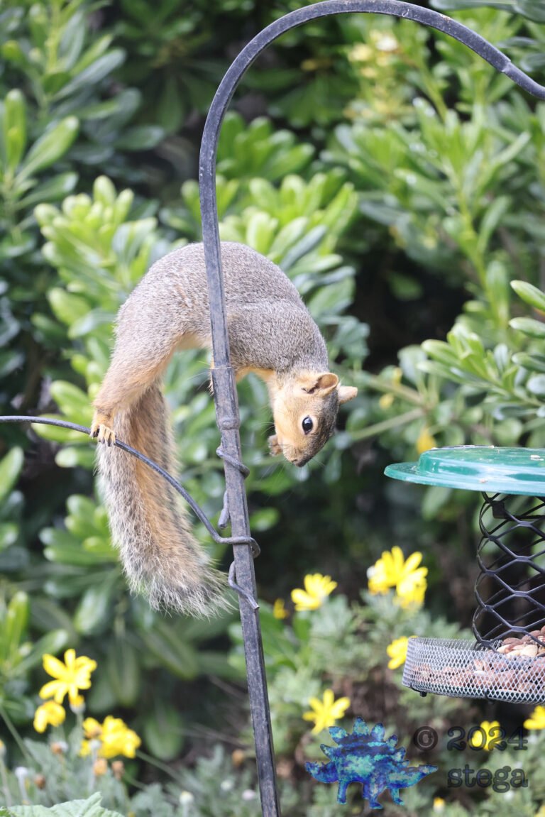 Fox Squirrel