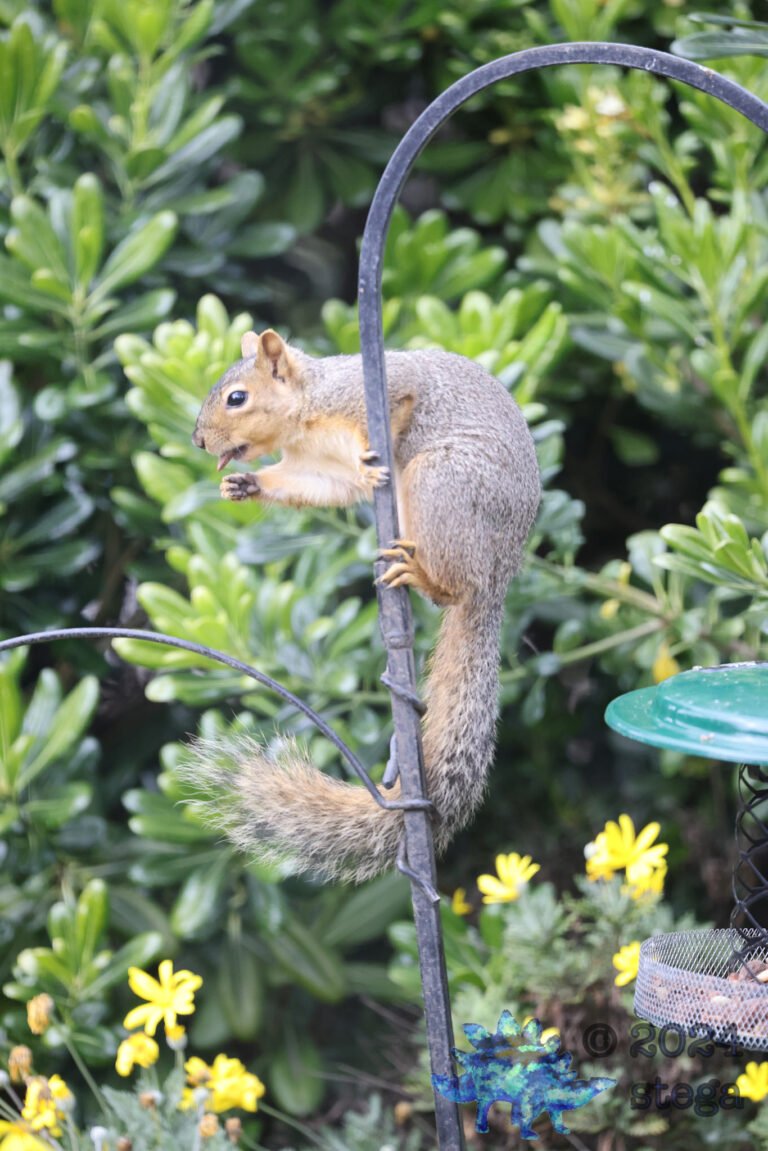 Fox Squirrel
