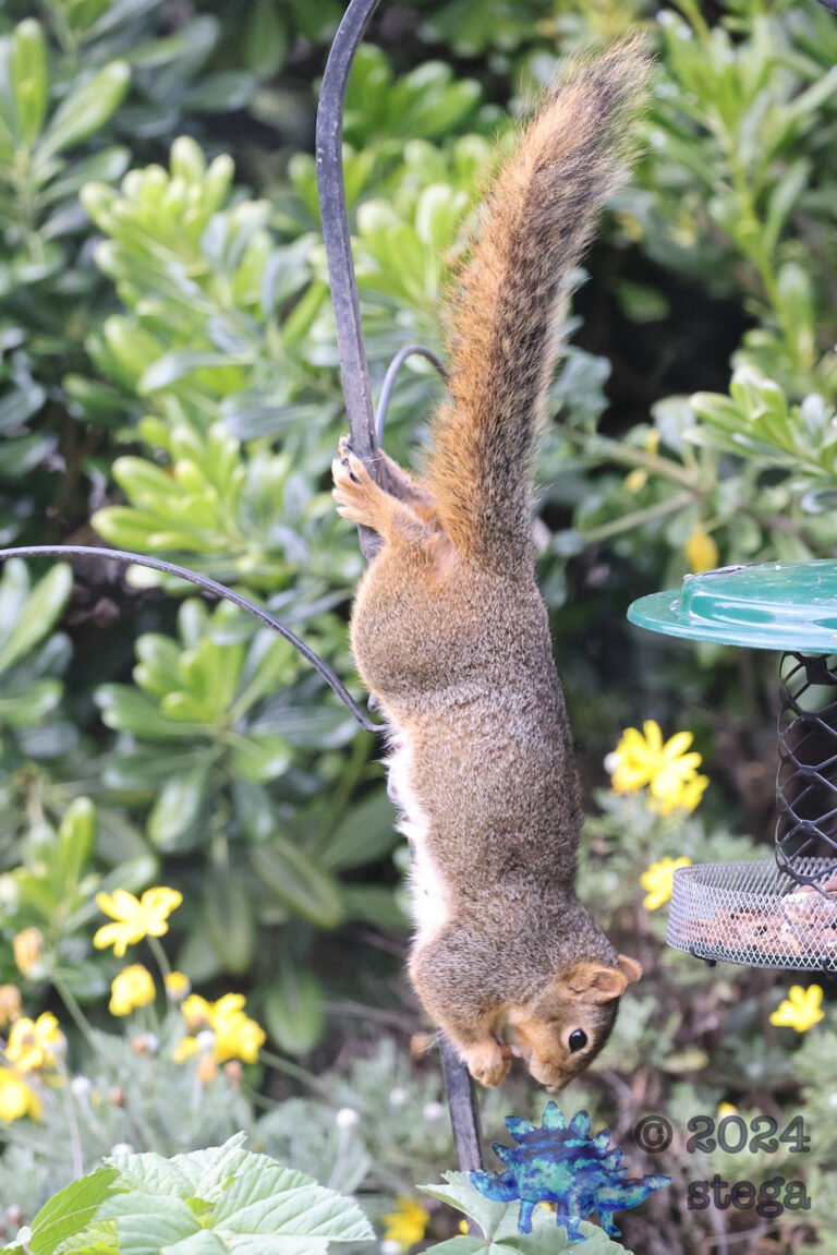 Fox Squirrel