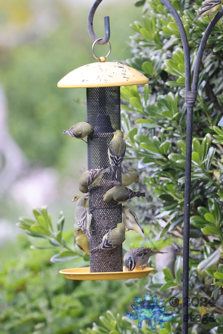 Finches
