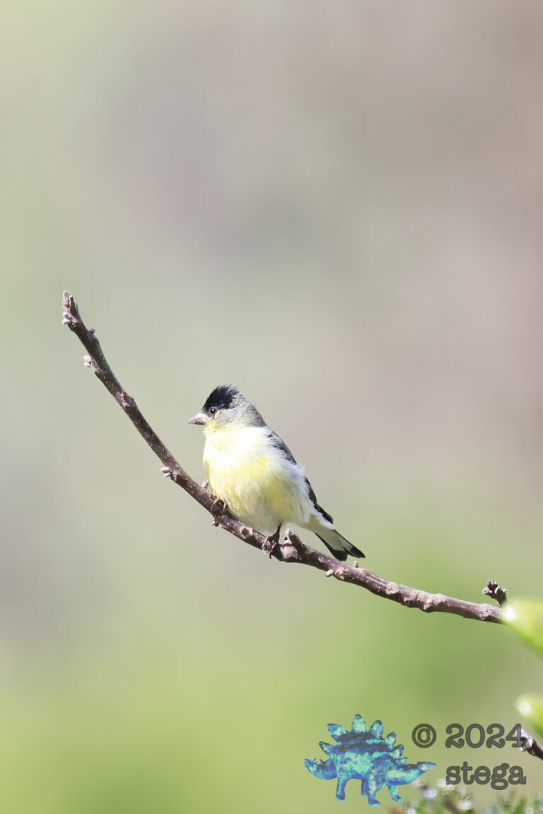 Lesser Goldfinch