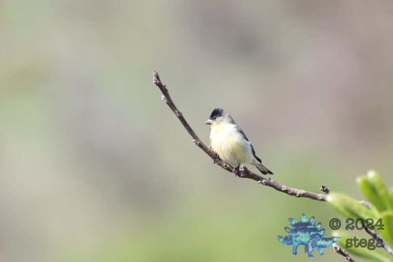 Lesser Goldfinch