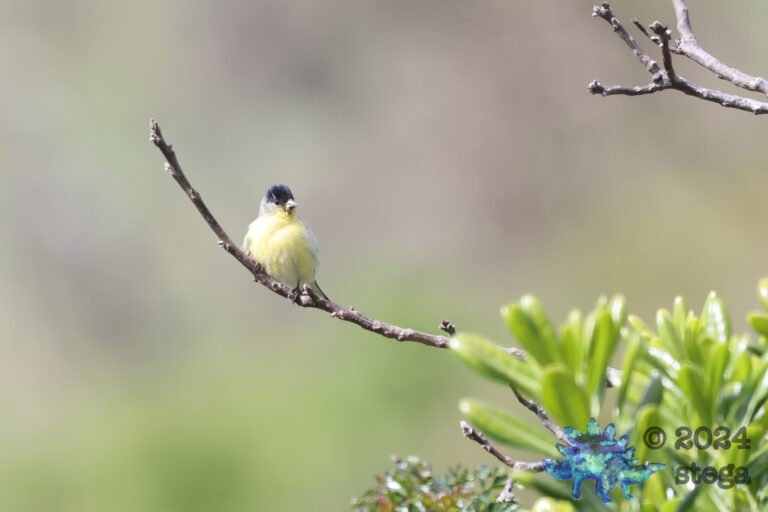Lesser Goldfinch