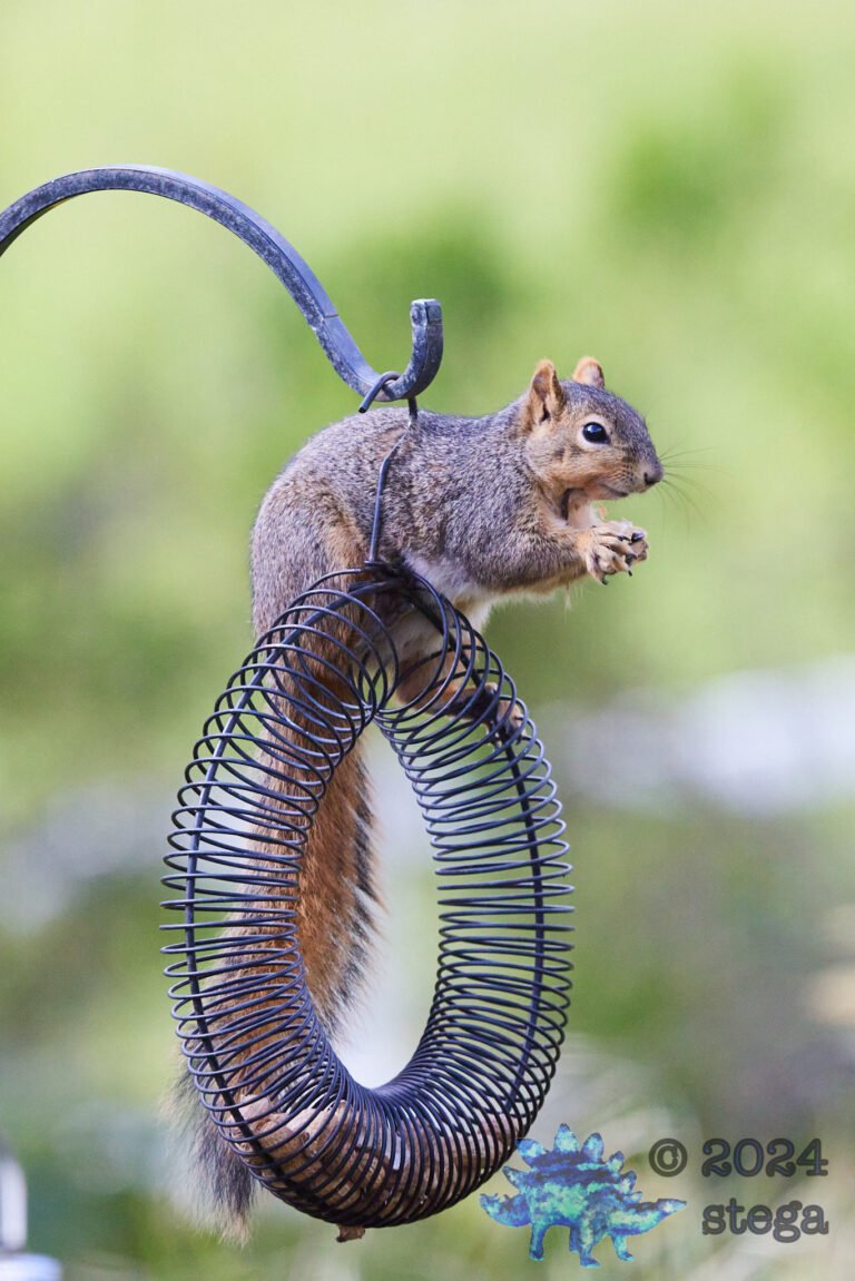 Fox Squirrel