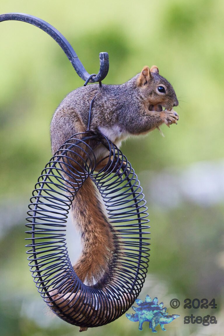 Fox Squirrel