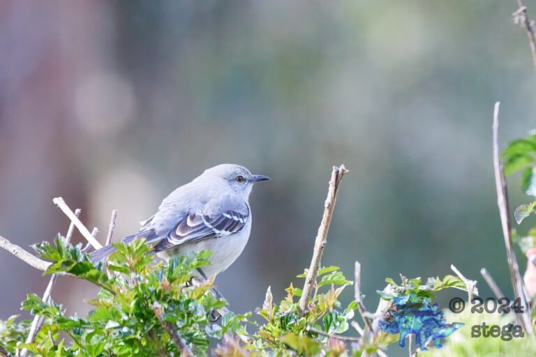 Northern Mockingbird