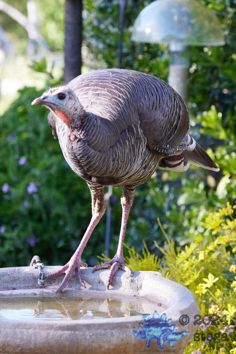 Wild Turkey