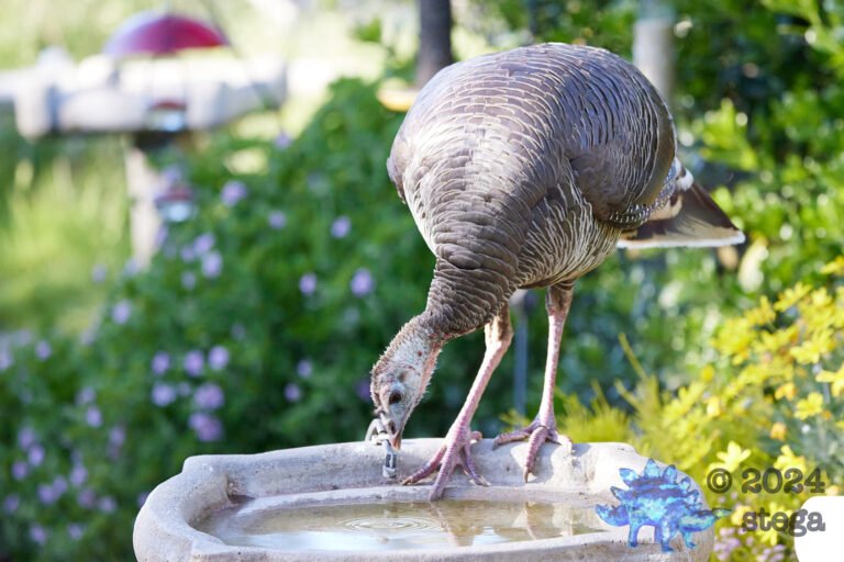 Wild Turkey