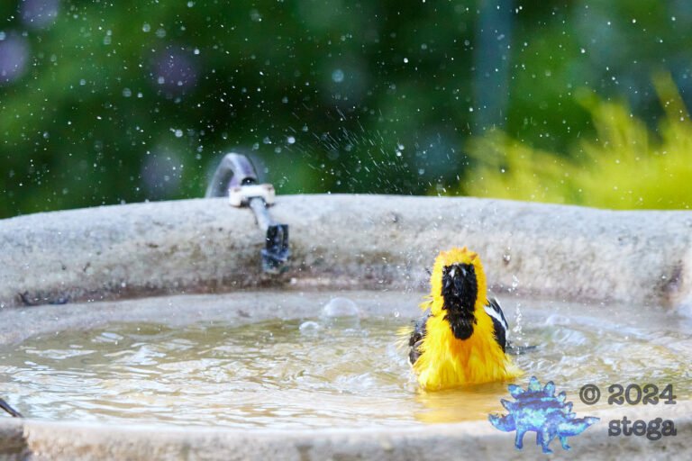Hooded Oriole