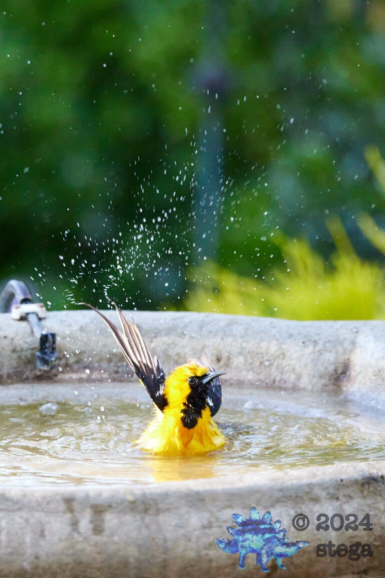 Hooded Oriole