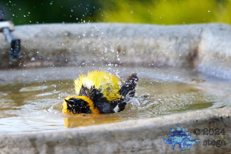Hooded Oriole