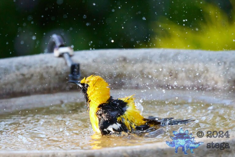 Hooded Oriole