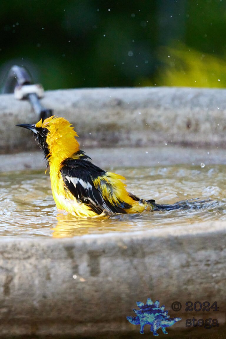Hooded Oriole