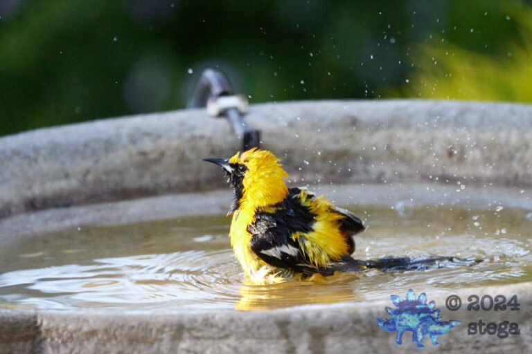 Hooded Oriole