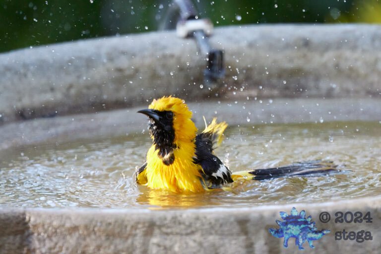Hooded Oriole