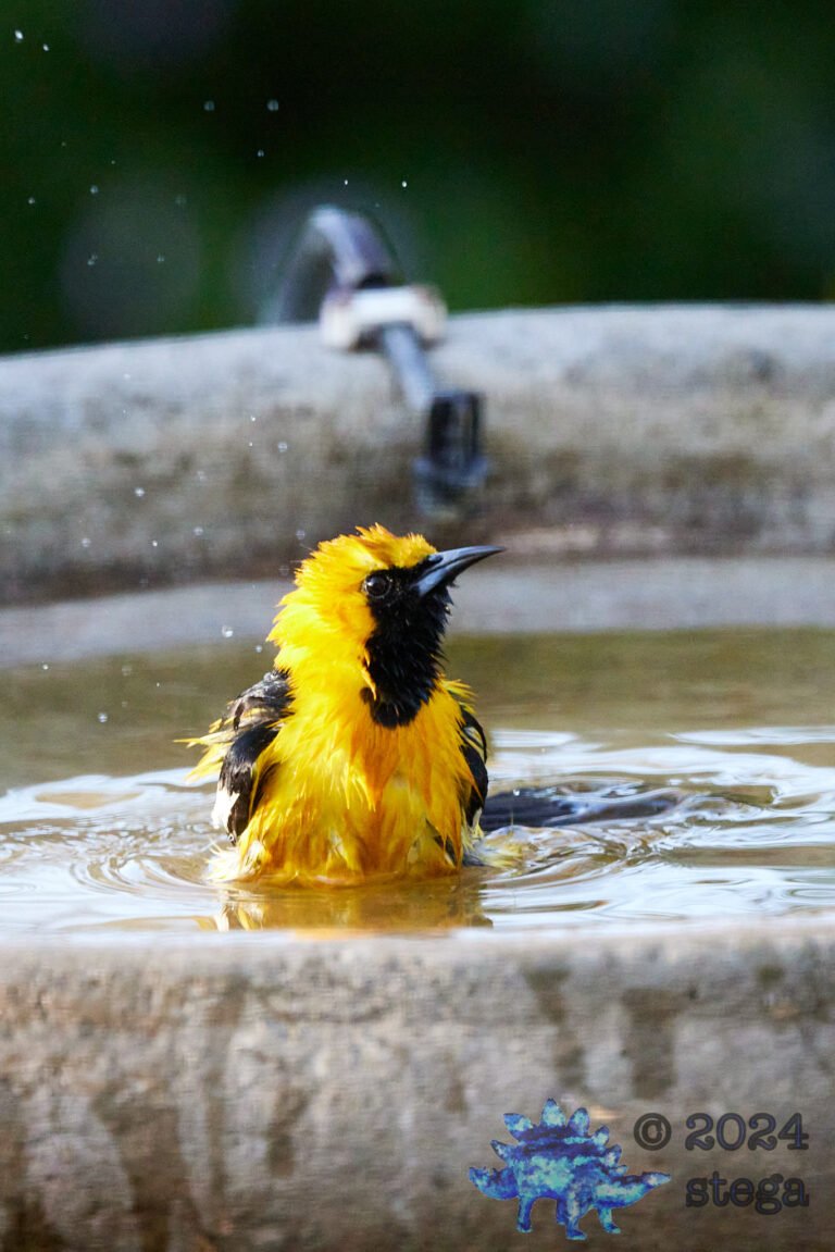 Hooded Oriole